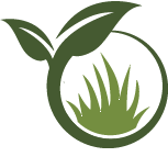 Palm Tree Transplanting Pros