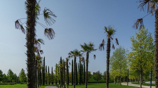 Grow your Palm Tree Transplanting business