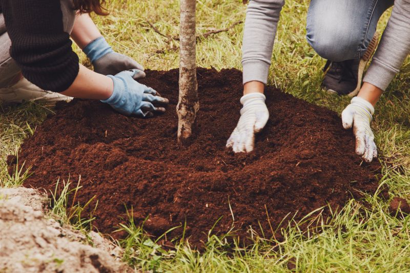 Palm Tree Transplanting