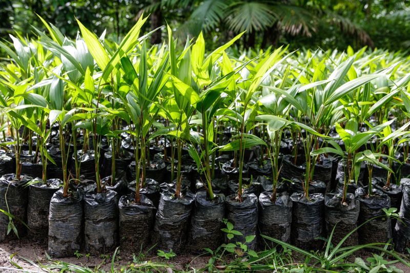Palm Tree Transplanting