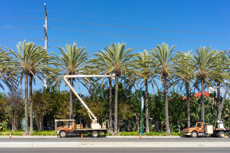 Palm Tree Transplanting