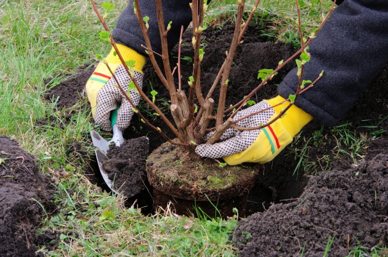Root Ball Preparation