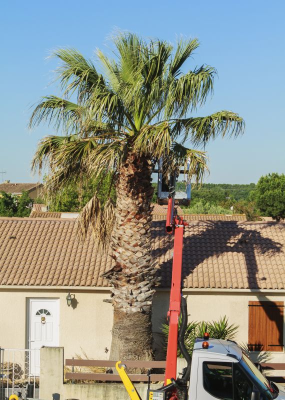 Palm Tree Transplanting