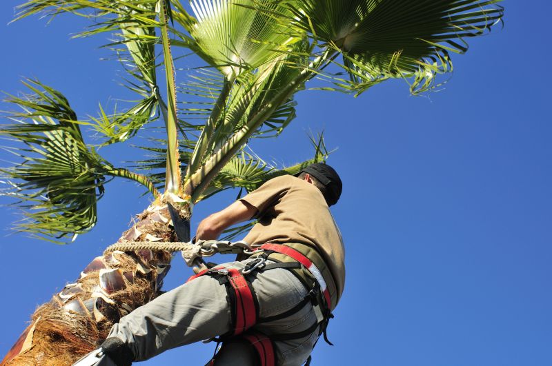 Palm Tree Transplanting