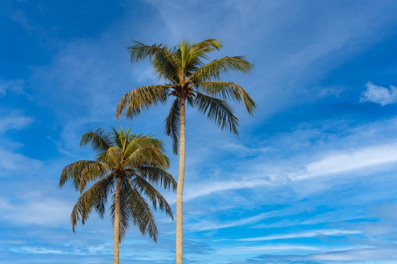 Palm Tree Transplanting
